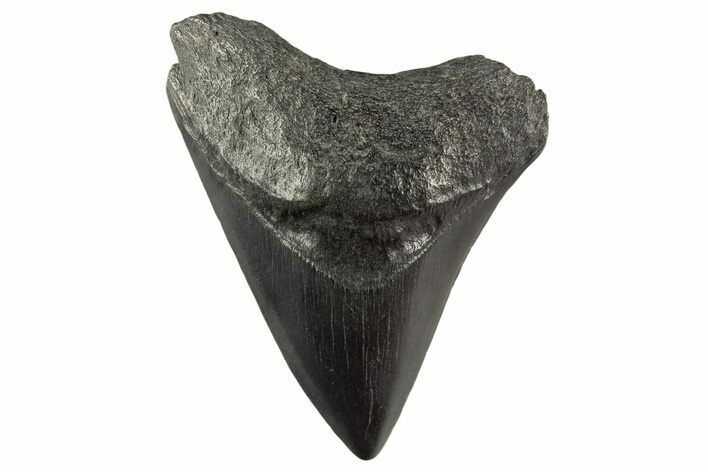 Fossil Megalodon Tooth - South Carolina #331469